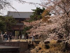 東大寺南大門

現在の南大門は鎌倉時代、東大寺を復興した重源上人が再建したもので、今はない再建の大仏殿の威容を偲ばせる貴重な遺構で、日本最大の山門といわれます。

どこもかしこも桜が咲き誇っています。


