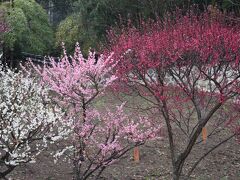 こちらは韓国庭園に植わっていた、梅3兄弟。

一番左の白い木は、南高梅の木のようでした。