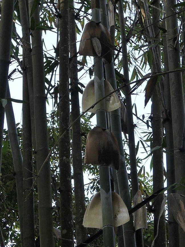 ちょっと上ります。その途中でこんなのがたくさん生えていました。