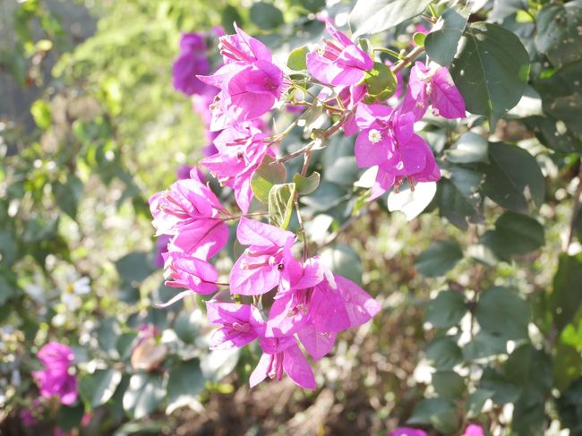 暖かいからかお花もきれいです。
