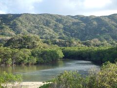 ☆吹通川のヒルギ群落☆
