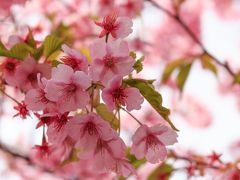 伊豆の河津桜、かなり長い距離川沿いに果てしなく続いていきます
最後まで歩いた人はどれくらいいるのでしょうか？
私も最後のほうでギブアップしてUターン