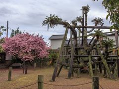 桜祭り会場に引き返す道には偶然見つけた新町大ソテツが・・・
推定樹齢1000年以上で国の天然記念物に指定されているとか