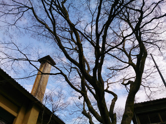 山中温泉はそれほど雪深いところではないらしい。<br /><br />芽吹き。春を待ってる。