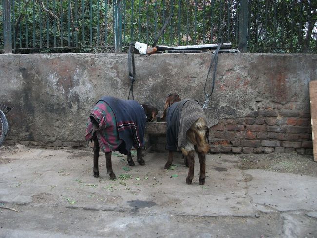 ジャマー・マスジットの南門の前のヤギ<br />ヤギも服着てます。