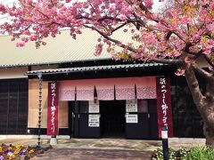 雛のつるし飾り祭り会場へ。ここに既に河津桜が咲いてました。