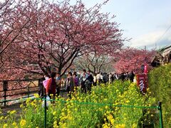 川沿いには河津桜がー！早咲き桜なので2月後半なのにすでに咲いています。もちろん満開ではないけど十分きれい！