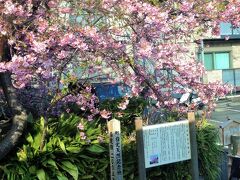 最後は町の北東にある河津桜の原木。個人で育てていたのが全国に広まったとのことで、今も個人宅の敷地にあります。