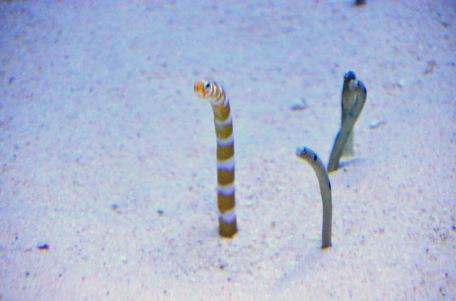 早春賦 沖縄紀行 美ら海水族館 美ら海 本部 今帰仁 沖縄県 の旅行記 ブログ By Montsaintmichelさん フォートラベル