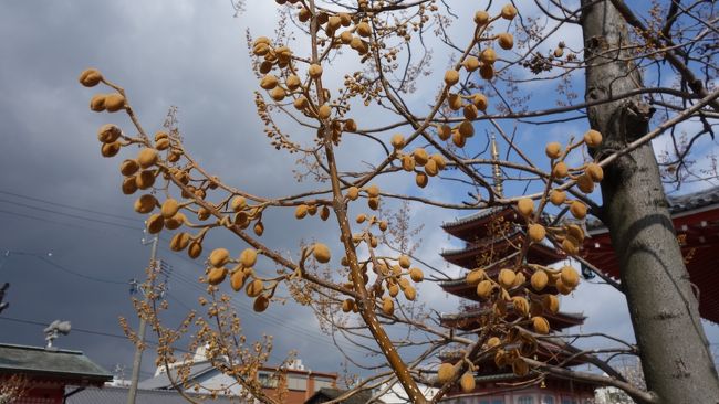 これは何の実？<br /><br />後で詳しいお友達に聞いた所、すぐ分かり（すごい！）、桐だそうです。<br />