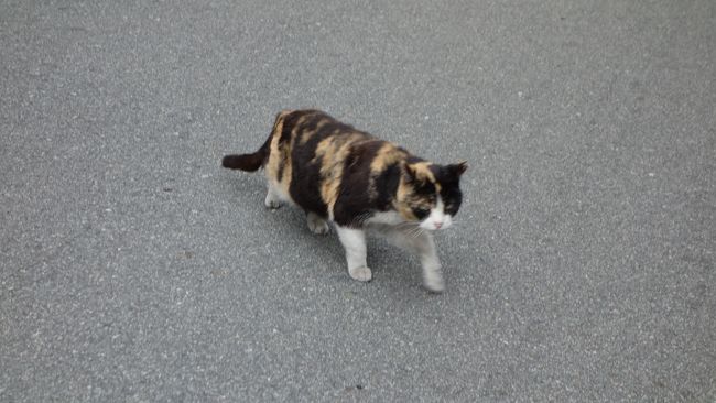 ねこちゃ〜ん。