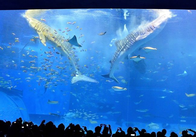 早春賦 沖縄紀行 美ら海水族館 美ら海 本部 今帰仁 沖縄県 の旅行記 ブログ By Montsaintmichelさん フォートラベル
