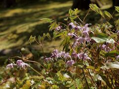 春日大社万葉植物園

入園料　５００円

昭和７年に萬葉集にゆかりの深い春日野の地に昭和天皇の御下賜金を頂いて約300種の萬葉植物を植栽する 我国で最も古い万葉植物園として開園しました。 山野にいのちを芽生えさせる草木も、なるべく人的な手を加えず、自然のままに生かし、 参拝者に安らぎを与えるとして親しまれているそうです。

写真はイカリソウ

