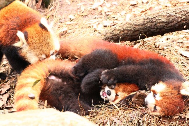 冬に逆戻りしたような早春の多摩動物公園レッサーパンダ詣 3 レッサーパンダの子どもたち3頭同居 毛色も性格も3頭3様 兄ちゃん気質のヤンヤンとマイペース フーフー兄弟 ヤンヤンを慕う一人っ子ライライ 日野 昭島 東京 の旅行記 ブログ By まみさん フォー 冬に逆戻りしたような早春の多摩動物公園レッサーパンダ詣 3 レッサーパンダの子どもたち3頭同居 毛色も性格も3頭3様 兄ちゃん気質のヤンヤンとマイペース フーフー兄弟 ヤンヤンを慕う一人っ子ライライ 日野 昭島 東京 の旅行記 ブログ By まみさん フォー