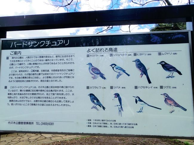 河津桜 出勤前の代々木公園 代々木 東京 の旅行記 ブログ By みやゆかさん フォートラベル 河津桜 出勤前の代々木公園 代々木 東京 の旅行記 ブログ By みやゆかさん フォートラベル