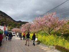 河津桜まつりが開催されていました。