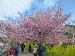 葉桜になりかけでしたが、写真を見比べると、満開前だった昨年2月よりも綺麗でした。