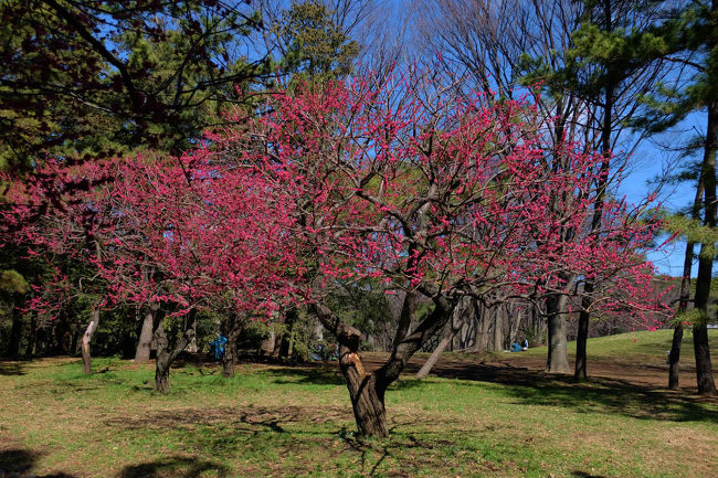 早春 代々木公園 上 梅の花咲いて 原宿 東京 の旅行記 ブログ By 義臣さん フォートラベル