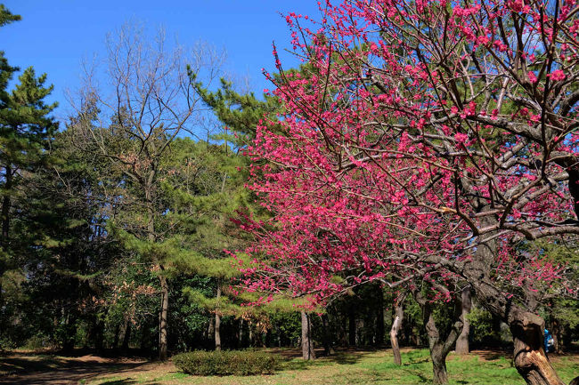 早春 代々木公園 上 梅の花咲いて 原宿 東京 の旅行記 ブログ By 義臣さん フォートラベル