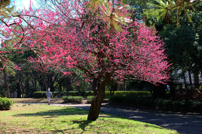 早春 代々木公園 上 梅の花咲いて 原宿 東京 の旅行記 ブログ By 義臣さん フォートラベル