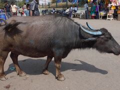 その後、バスでチャムディーの丘へ行ってみました。
牛、水牛、サルなどがいます。

