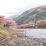 伊豆、満開の河津桜