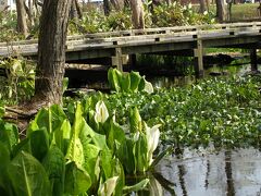 恵庭カリンバ自然公園の水芭蕉

　　　　　　　　　　　　恵庭市黄金南6丁目1
