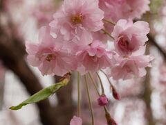 ながぬま温泉　中庭の「シダレザクラ」

　　　　　　　　　　　　　　　　　　　２０１４．５．１２

ながぬま温泉
源泉１００％かけ流し。湯量が豊富で加水・加温をしていない道内屈指の温泉です。

　　　　　　　　　　　　　　　北海道夕張郡長沼町東６線北４番地

