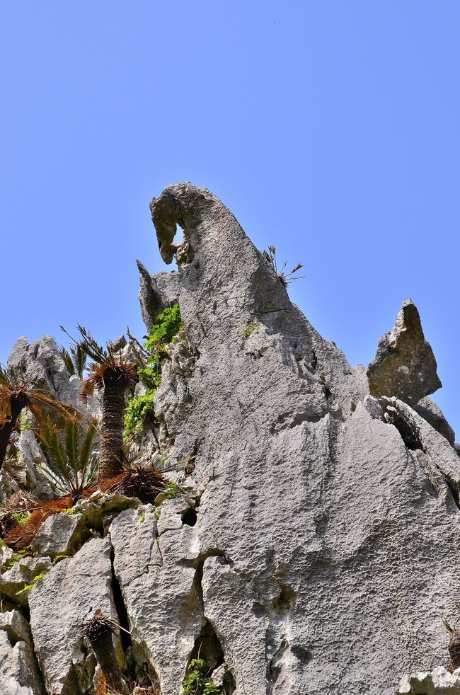 早春賦 沖縄紀行⑤やんばるエリア（大石林山）』国頭・大宜味(沖縄県