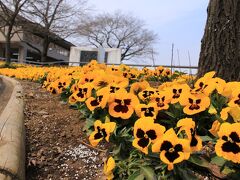 津久井湖をぐるりとドライブ中、パンジーの花壇を発見！ここで休日です。