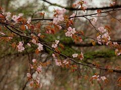 鹿　公　園の桜

国内最古の保健保安林だそうです。
咲き始めたばかりのエゾヤマザクラです。
花と同時に葉が出てくるところがとても風情があります。

　　　　　　　　　　　　　　　北海道勇払郡安平町追分白樺2-1


