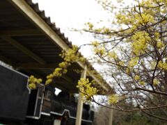 キリンビール千歳工場「キリンビアパーク千歳」の機関車　D51 1052の横にはハルコガネが咲き出しています。

園内にはもちろん桜の木もたくさんあります。

「キリンビアパーク千歳」には無料で自由に入ることが出来ます。

　　　　　　　　　　　　　　　無料駐車場あり：千歳市上長都949-1 
