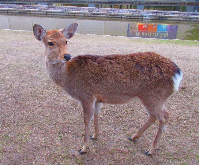 奈良 東大寺の鹿。<br />余談になりますが、女優 吉永小百合さんが大昔？・歌っていたのを知っています。<br />「・・・・・ふん フン ふん・ふん フン ふん　鹿のふん・・・・・」<br />　　　　<br />　歌詞で覚えているのはこの節の部分だけです。