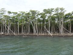 八重山2日目はツアーで西表島・由布島へ。
小浜島から石垣島経由で西表島へフェリーで移動し、西表島から観光用小さなフェリーに乗り替え、観光ガイドとゲスト20名位と一緒に仲間川マングローブを観光しました。西表島で見られる6種類のマングローブについて丁寧な解説付きで勉強になりました。樹齢400年のサキシマスオオノキには圧巻。
雲 20℃
