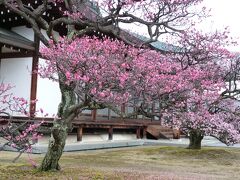 薬師寺って梅の名所ですねえ。