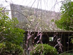 1か月ぶりに行った杉本寺は梅がきれいに咲いていました。