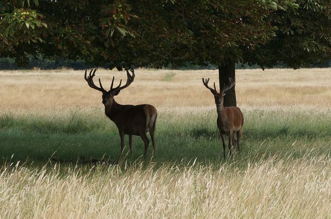あ、見られてる(^^;