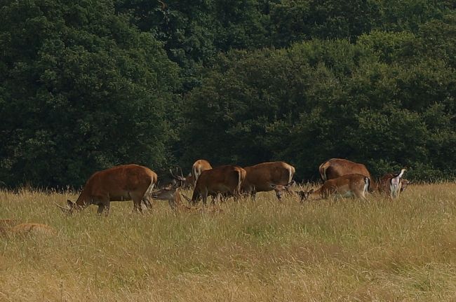 すぐ近くを通っても何もされないけど、一応妊婦だし、<br />いきなり寄ってこられたら即座に逃げられないと言う理由で<br />近くに寄ることは旦那に禁止されてしまいました。<br />