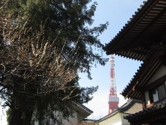 入ってすぐのところにある増上寺のカヤ。天然記念物です。
高さ25m、樹齢600年だそうです。