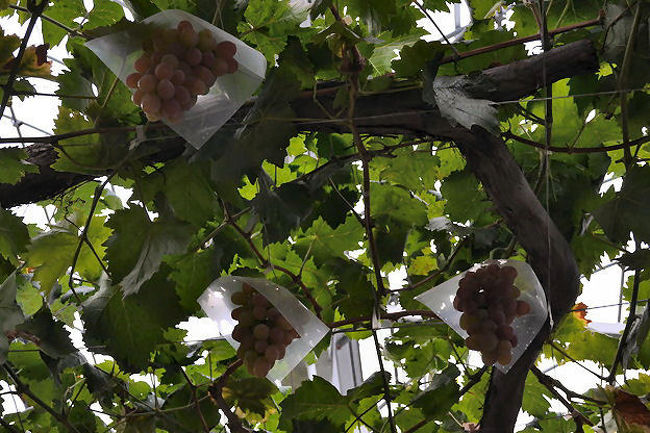 その後一宮のぶどうの農園へ