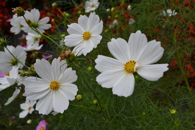 コスモスきれい♪