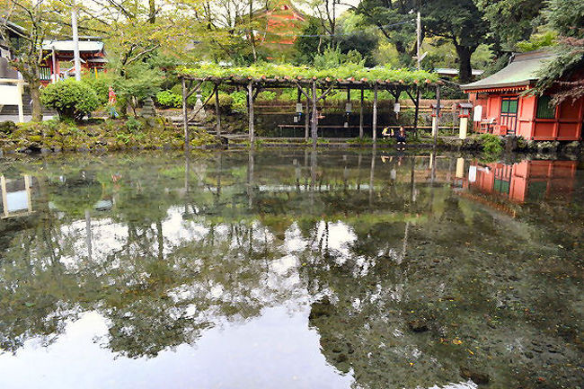 湧玉池の水飲みました〜<br />味は想像通りですｗｗ