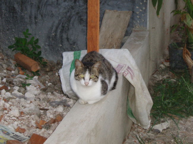 修理中暇なので撮った猫ちゃん。