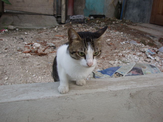 フィリピンの猫はシンガプーラくらいの大きさで、日本猫の5カ月くらいの大きさです。