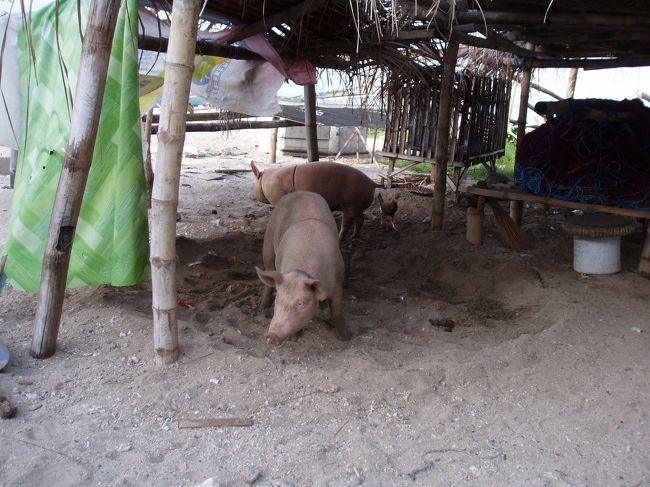 近所の民家の豚。