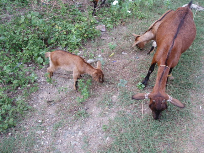 フィリピンのあちこちにいるヤギ。<br />こうゆうところが沖縄と似ている。