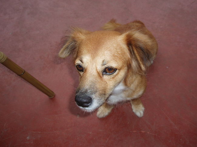 途中で会ったワンちゃん。