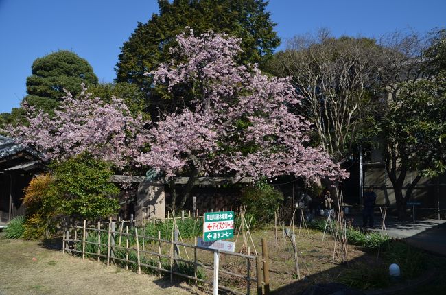 泉の館には熱海桜が満開でした。