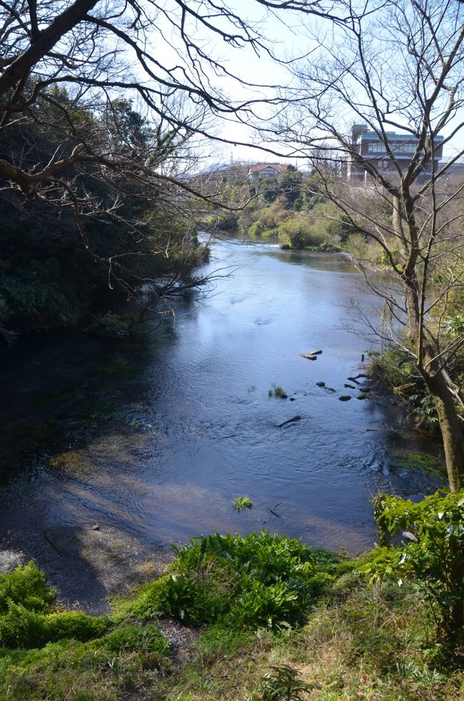 柿田川は日本一短い一級河川で１．２Kmしかありません。<br />又、流れるのは海ではなく狩野川です。<br />全ての流域が清水町内です。