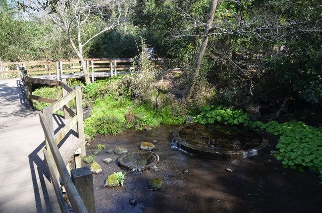 八つ橋からは湧水を見ることができます。